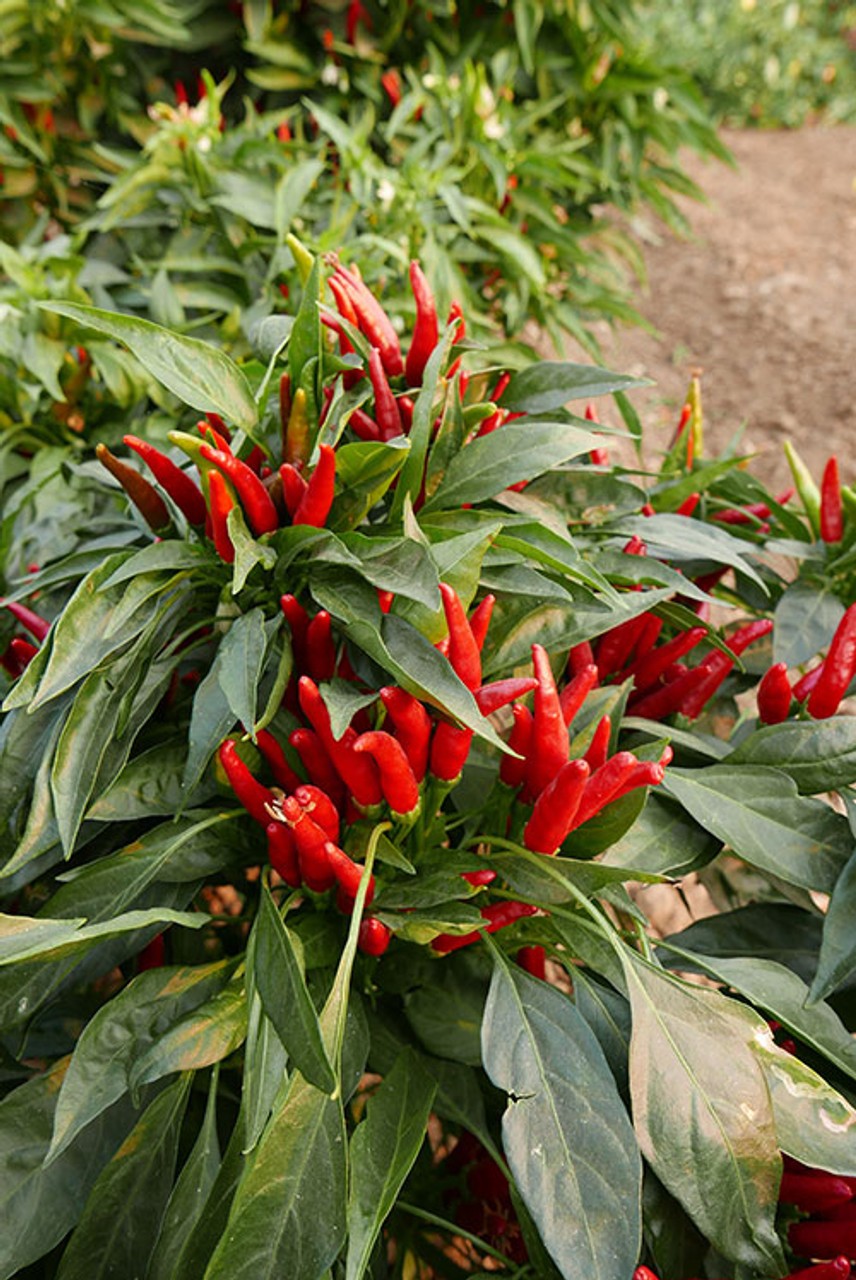 Thai hot pepper seeds. 30 heirloom, non-GMO seeds. Free Shipping!