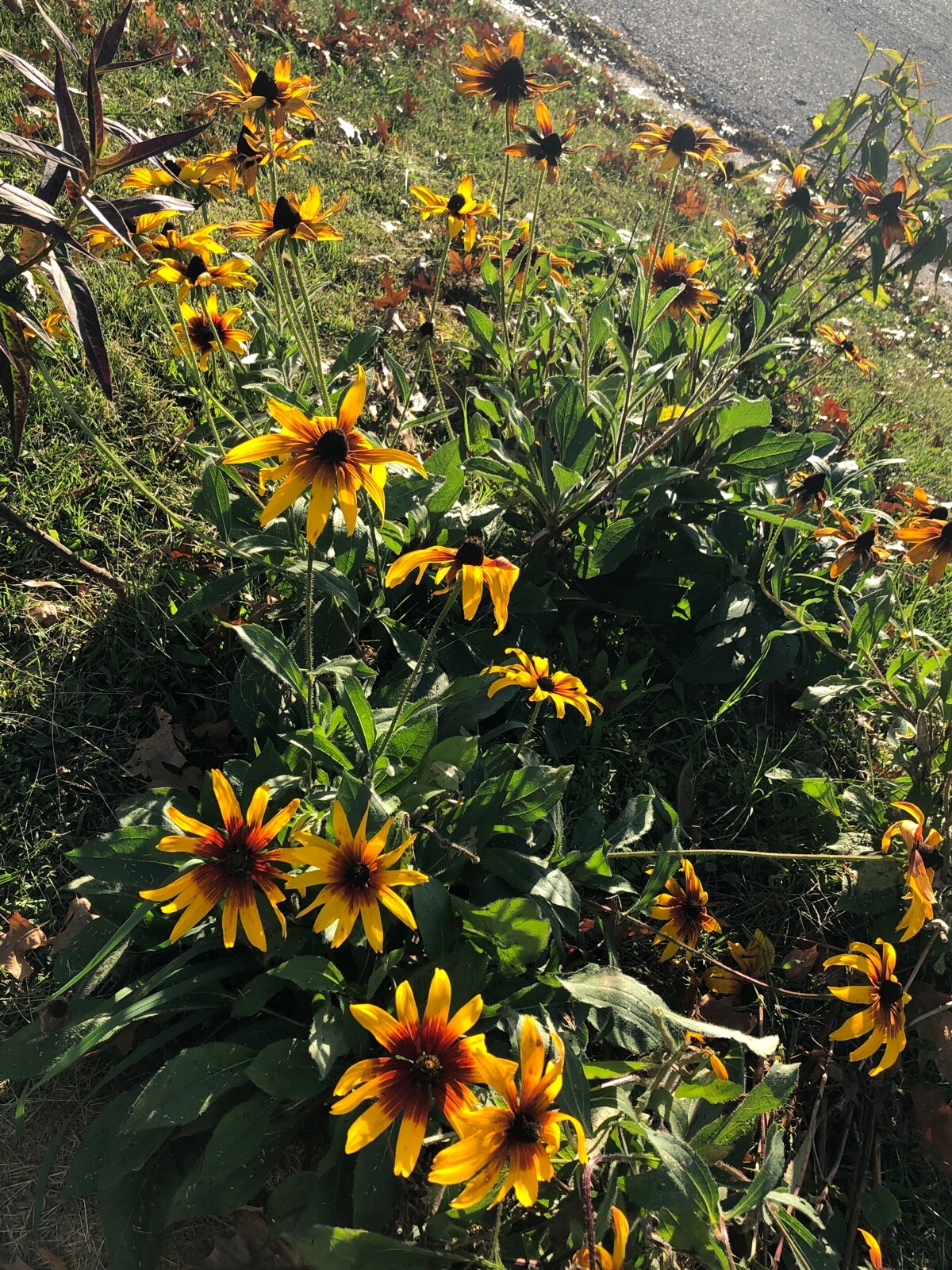 Organic Rudbeckia Hirta SEEDS~Gloriosa Daisy BlackEyed Susan~Color Variation Mix