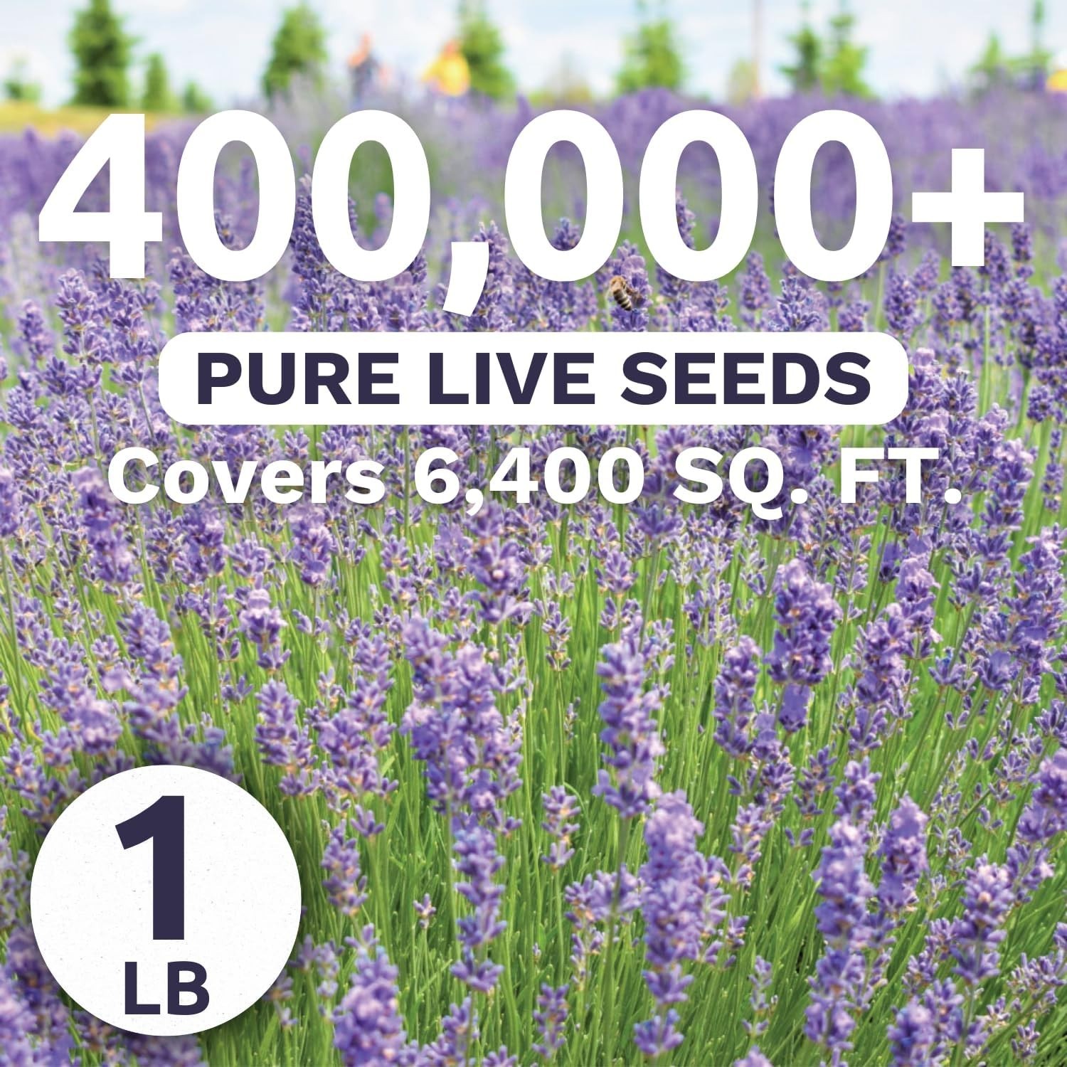 Lavender Flower Seeds – 1lb Bag – 400K Seeds – Planting