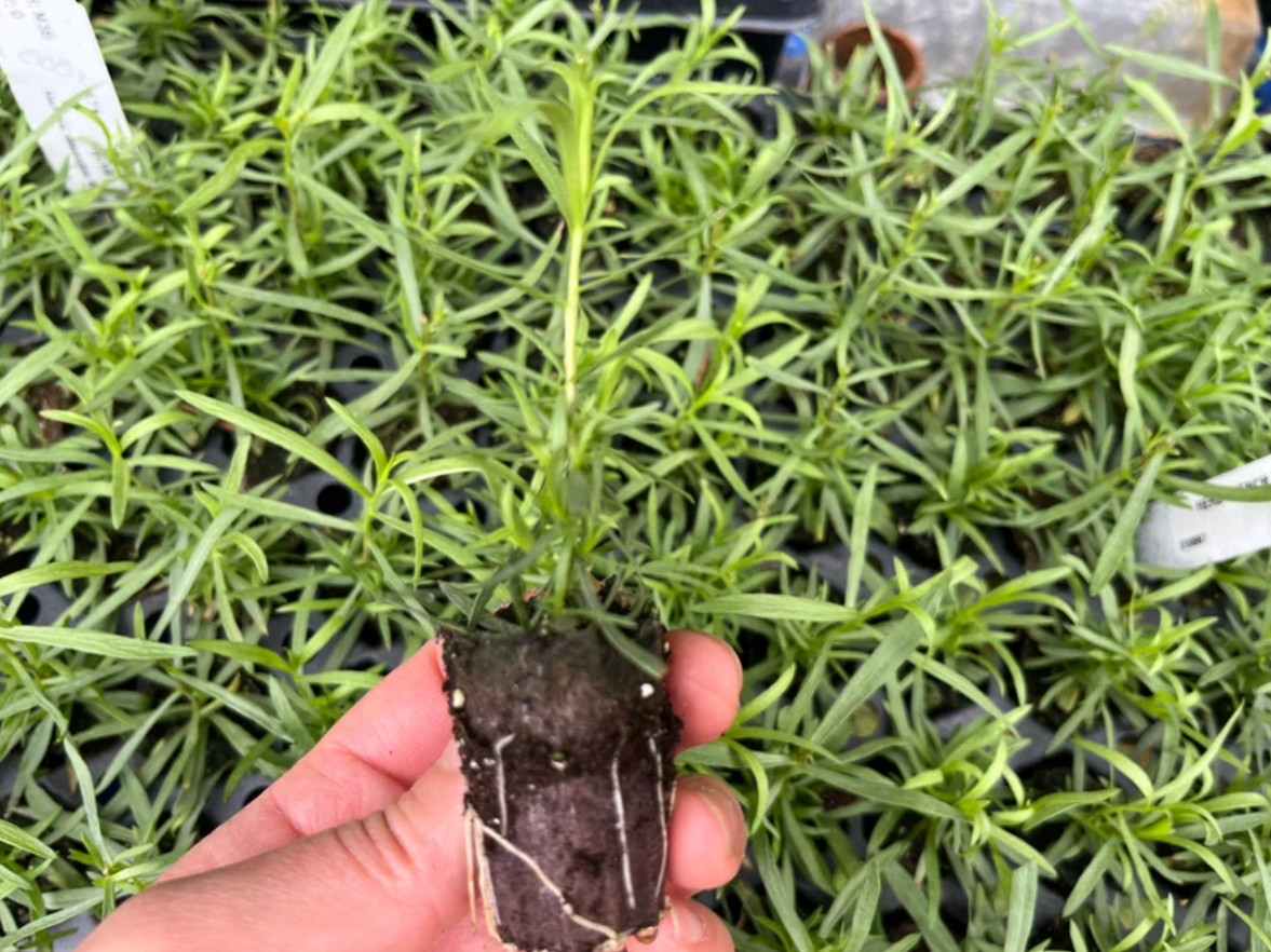 2 Live French Tarragon Herb Plugs – 2–5″Tall – Aromatic, Culinary & Easy to Grow