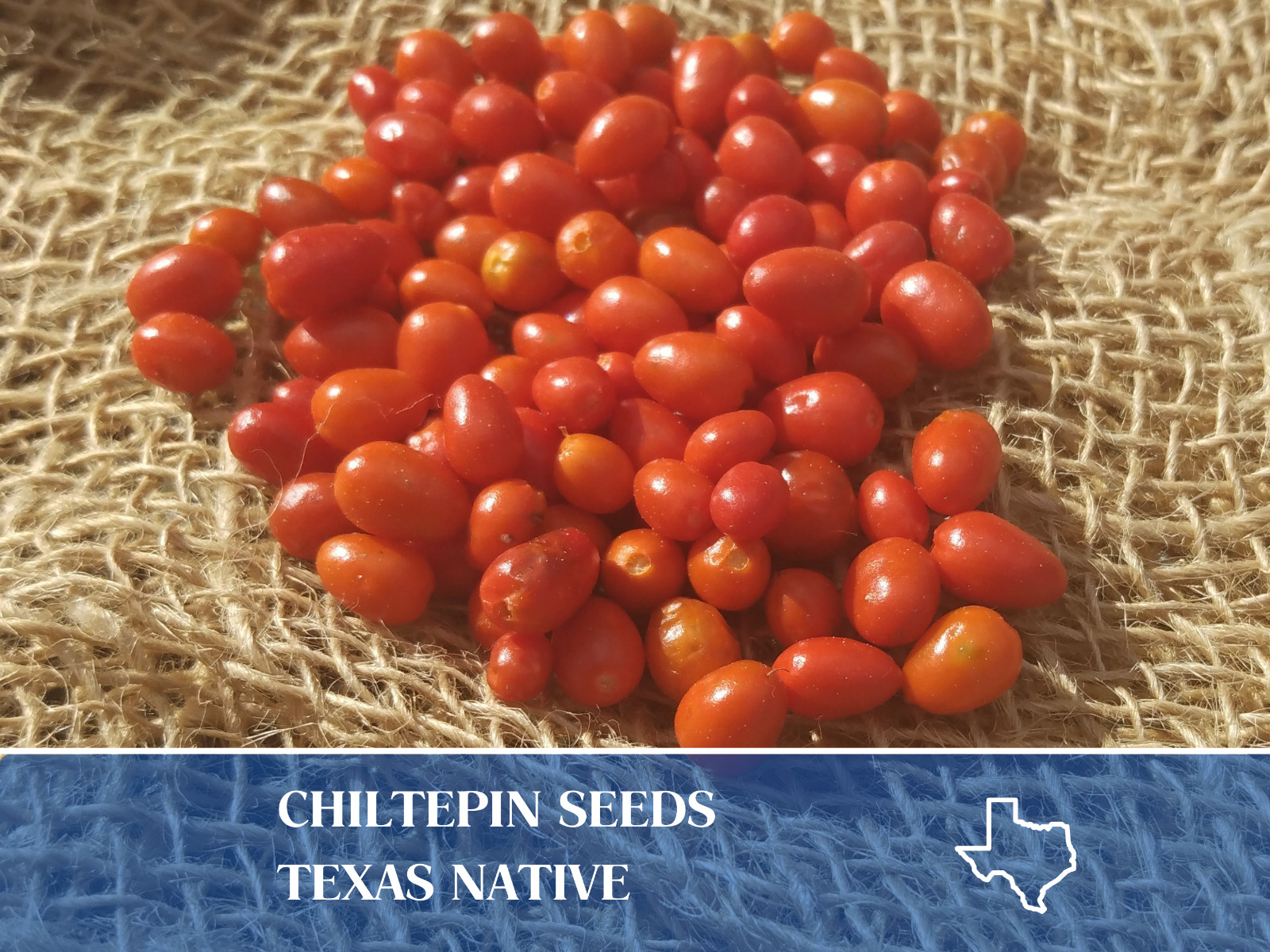25 Chiltepin pepper seeds, aka Bird Peppers, Capsicum annum, Very Hot Pepper
