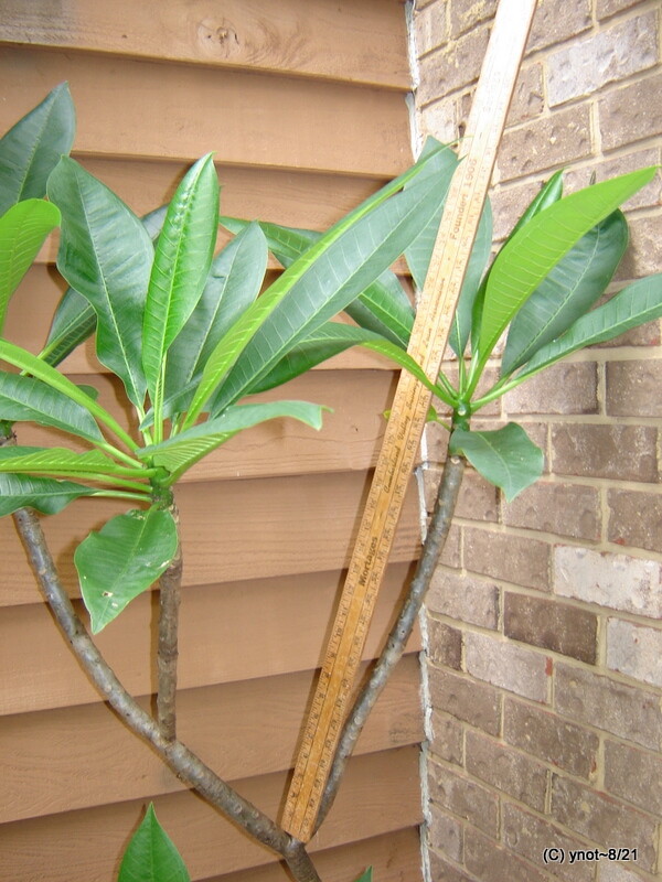 white/gold Hawaii PLUMERIA Cutting 12-18″ stem ~ green leaves attached