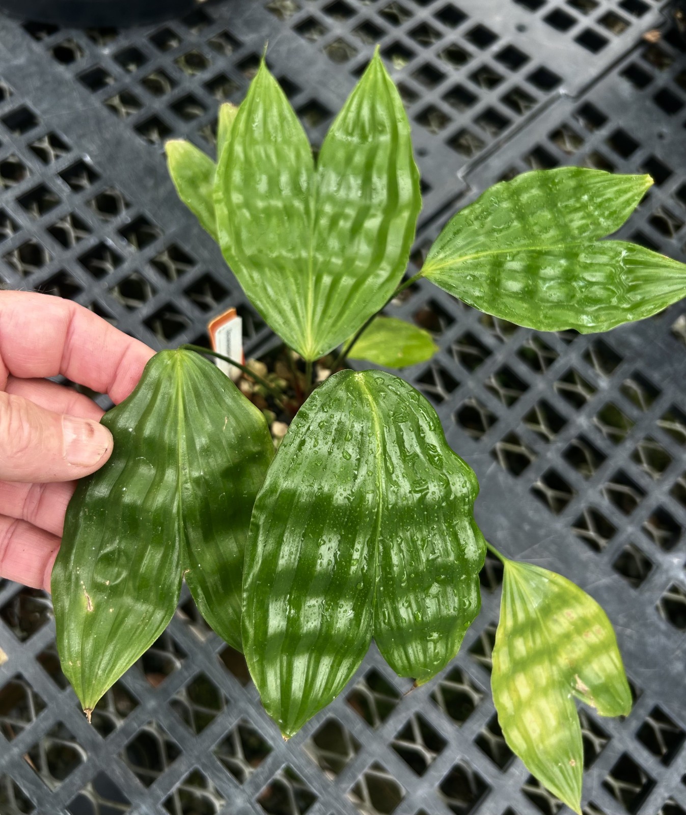 Dicranopygium sp. nov. Putomayo-established offset of a rare rheophytic cyclanth