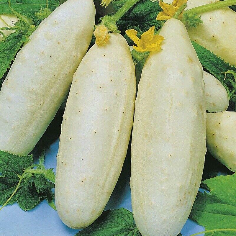 White Wonder Cucumber Seeds, Ivory King, White Albino, NON-GMO, FREE SHIPPING