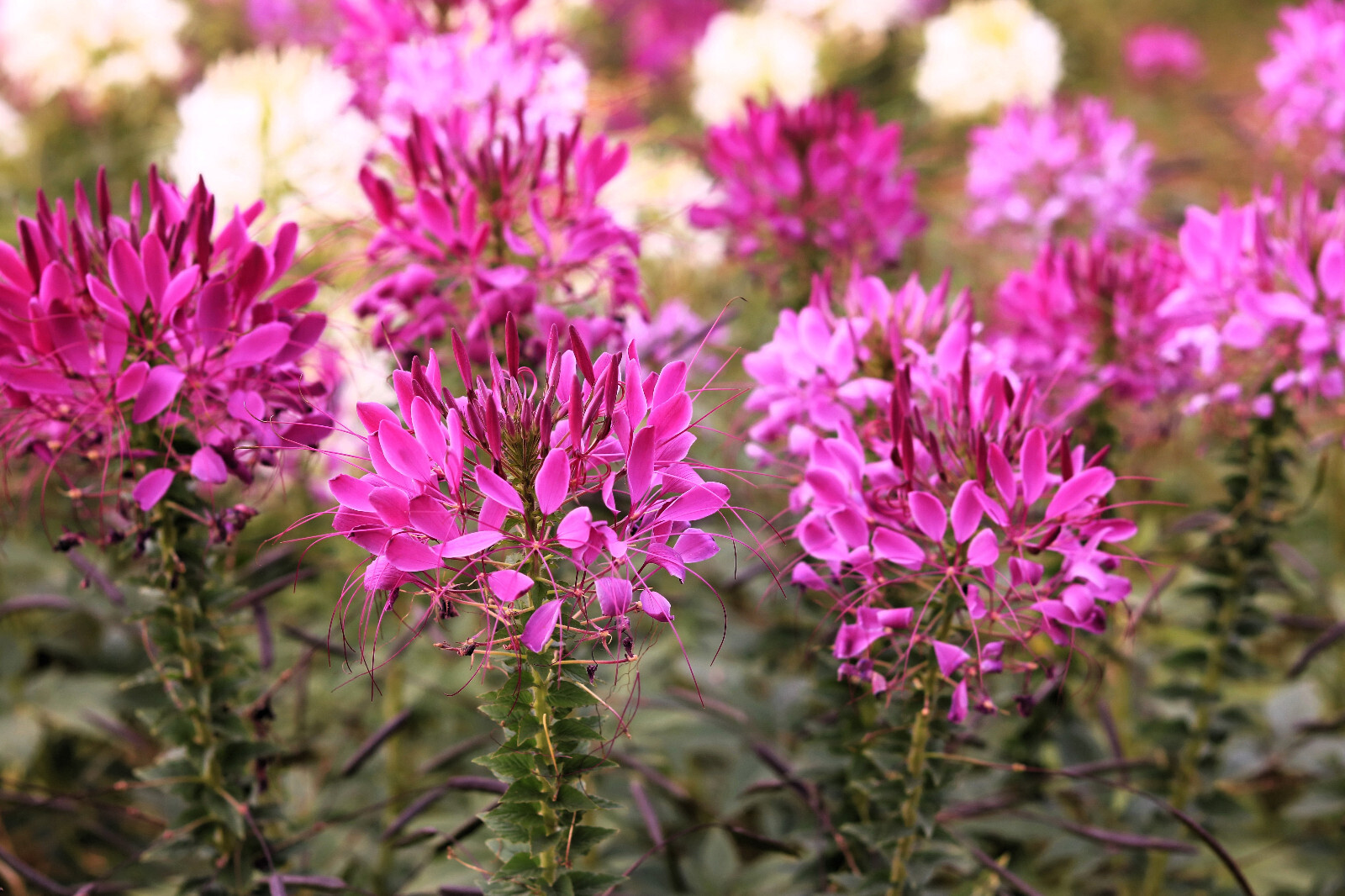 200 MAUVE QUEEN CLEOME Spinosa Hassleriana Purple Pink Spider Flower Seeds