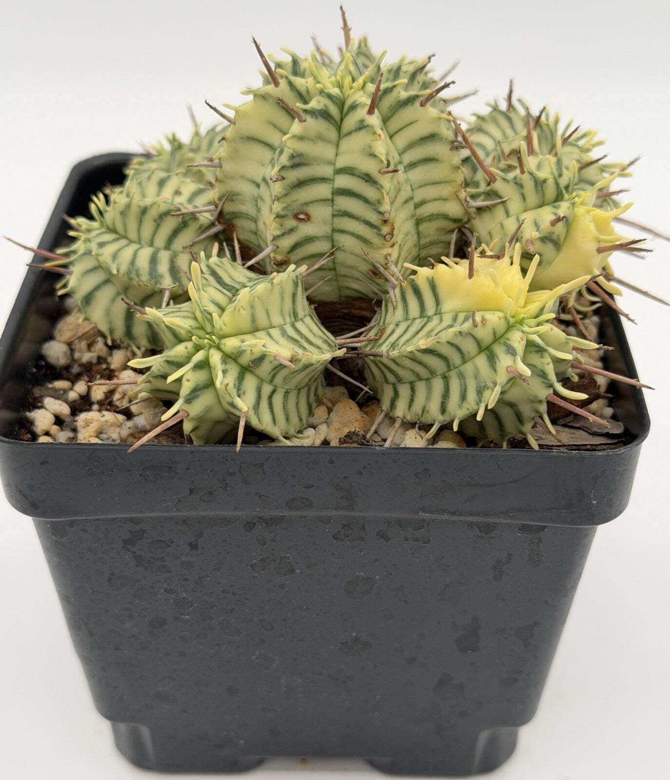 Euphorbia Meloformis Variegated Super Healthy In 4.5 Inch Pot- Multi-Head Plant!