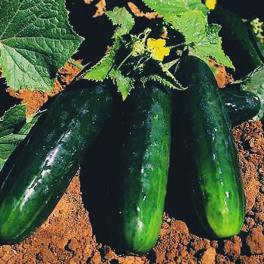 25 Spacemaster 80 CUCUMBER SEEDS | great for container and small spaces | dwarf