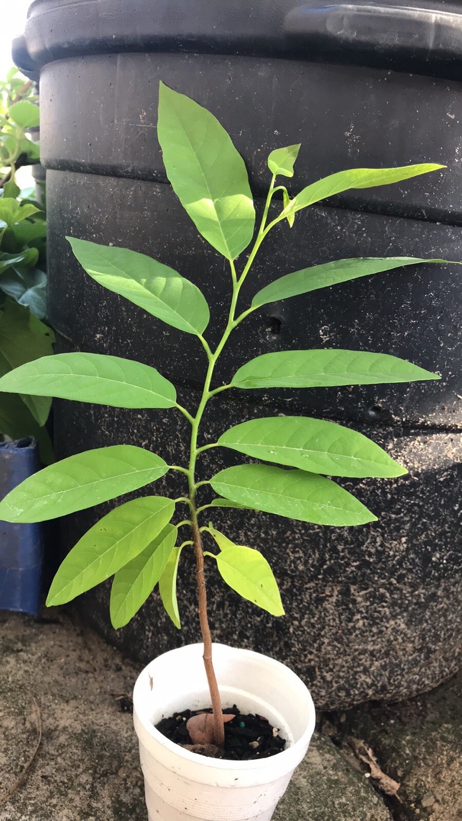 10-12” Sugar Apple Na Dai ( Mãng Cầu Dai) Live Plant Seeding