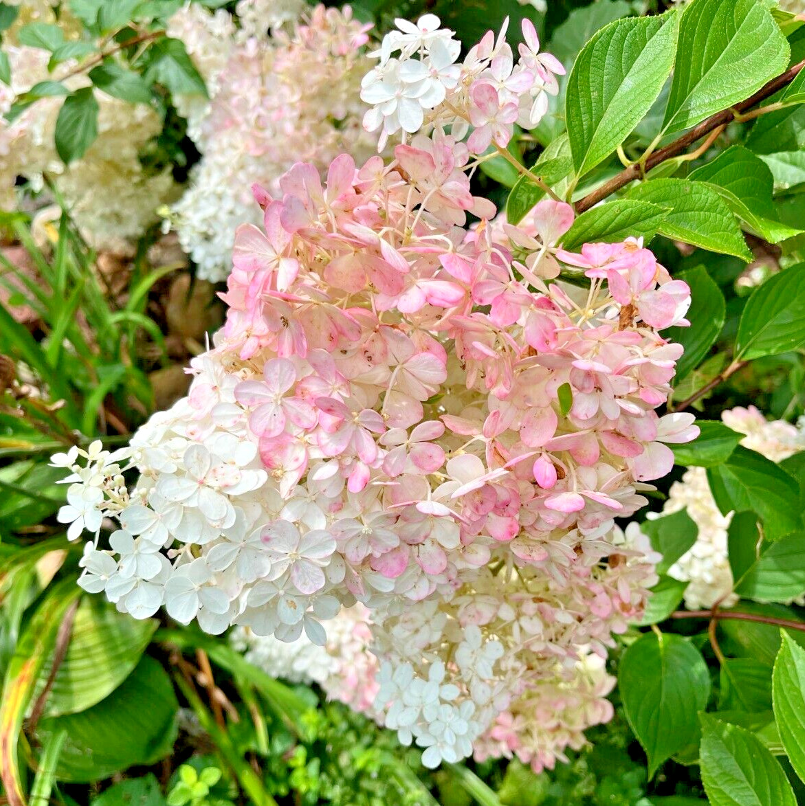 10 thin unrooted cuttings of stunning Vanilla Strawberry Hydrangea bush tree