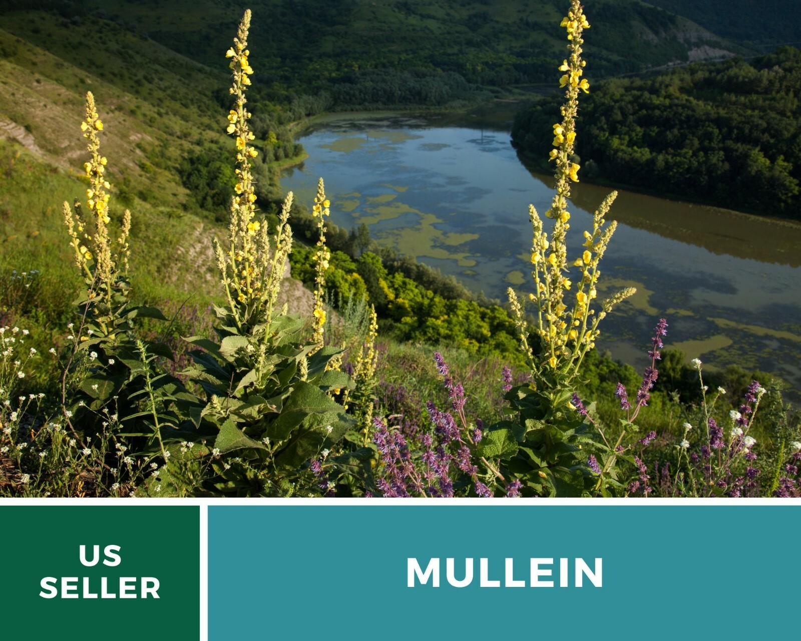 Mullein, Common – Heirloom Seeds – Medicinal Herb Seeds – Non-GMO (Verbascum tha