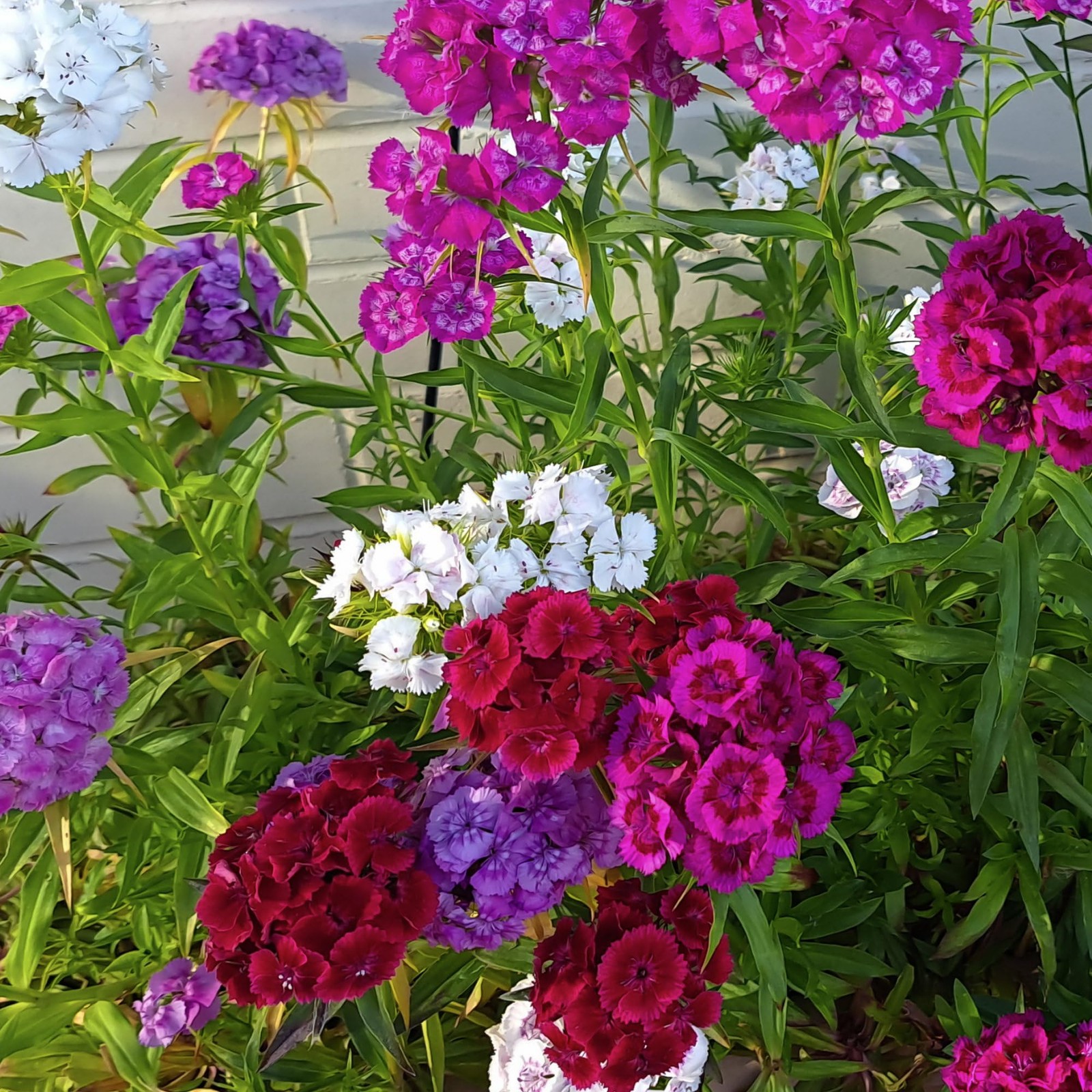Sweet William Seeds Dianthus Planting Wildflower Garden Attracts Bees Butterflie