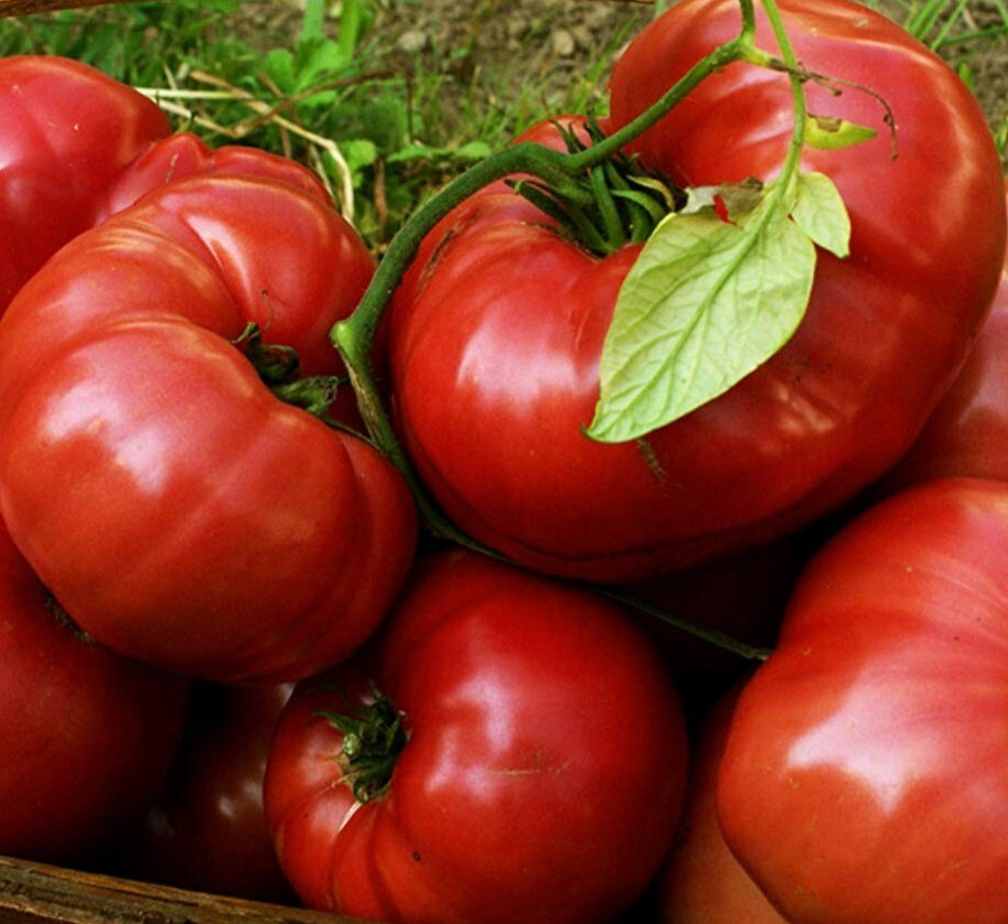 RED BRANDYWINE TOMATO SEEDS 100 indeterminate BEEFSTEAK VARIETY vegetable GARDEN