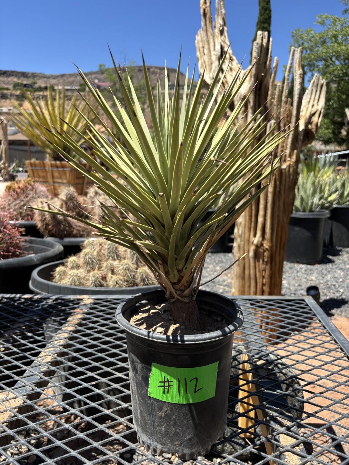 JOSHUA TREE #112 – SINGLE HEAD, 14-15 INCH – YUCCA BREVIFOLIA
