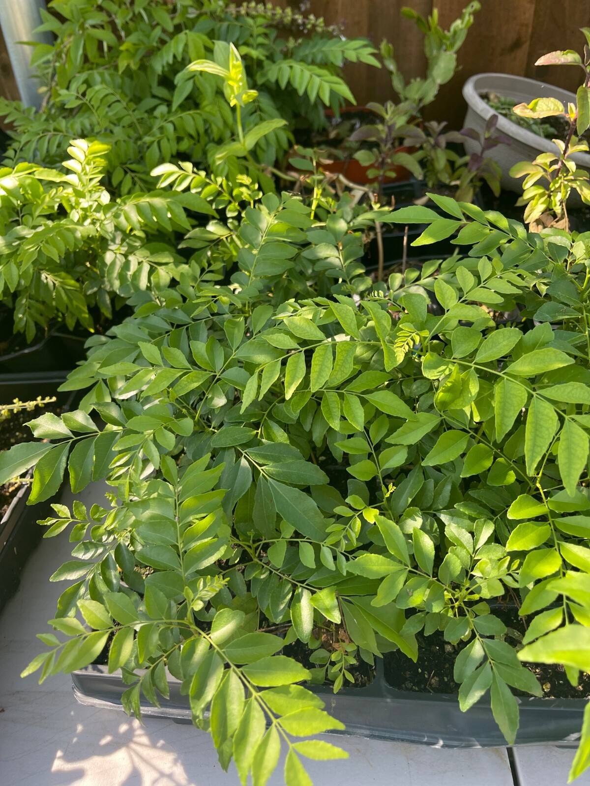 Curry Leaf (Murraya koengini) Potted live starter plant anywhere from 4-6″