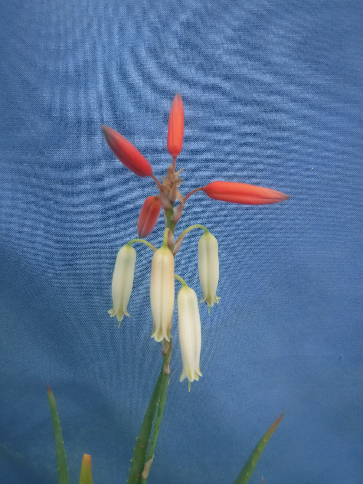 Aloe Safari Sunrise HYBRID Orange/Pink/Cream Blooms 3″ to 4″ PLANTS Succulent!