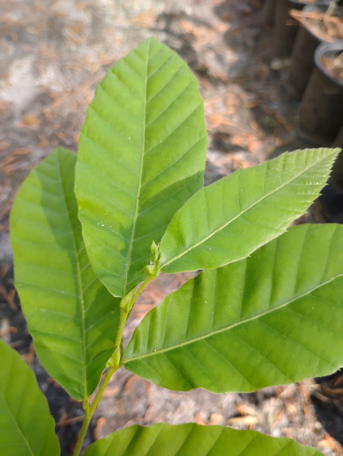 Chinese Chestnut Tree, 1 Gallon Pot.