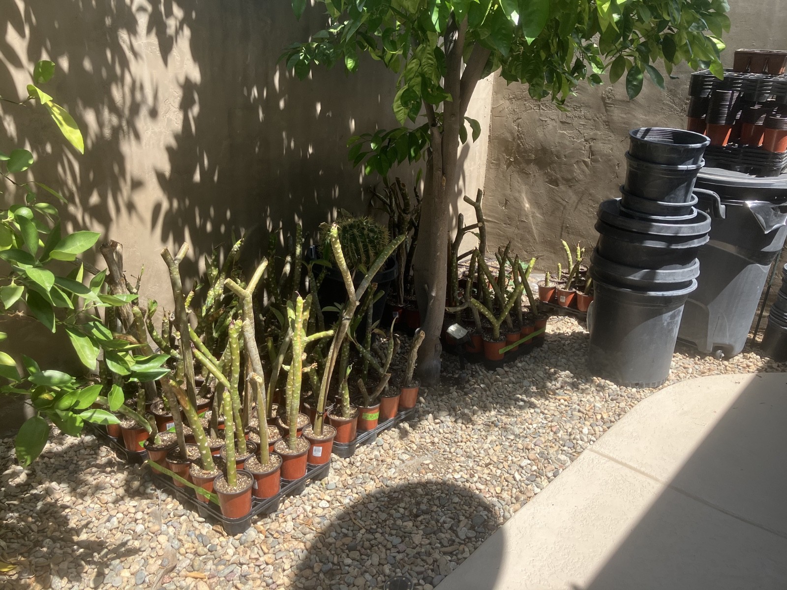 PLUMERIA CUTTINGS FOR SALE – pink, red & yellow- all sizes