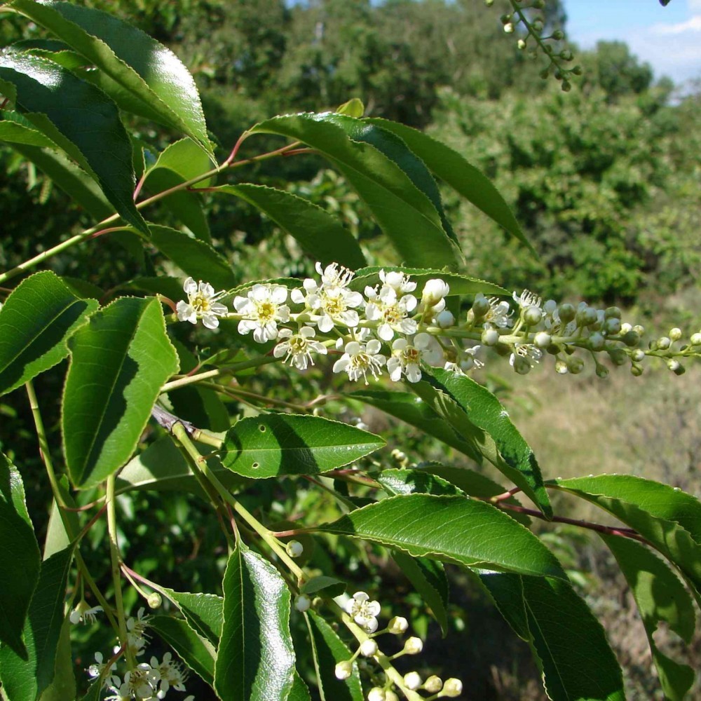 BLACK CHERRY Prunus Serotina 10,20 SEEDS