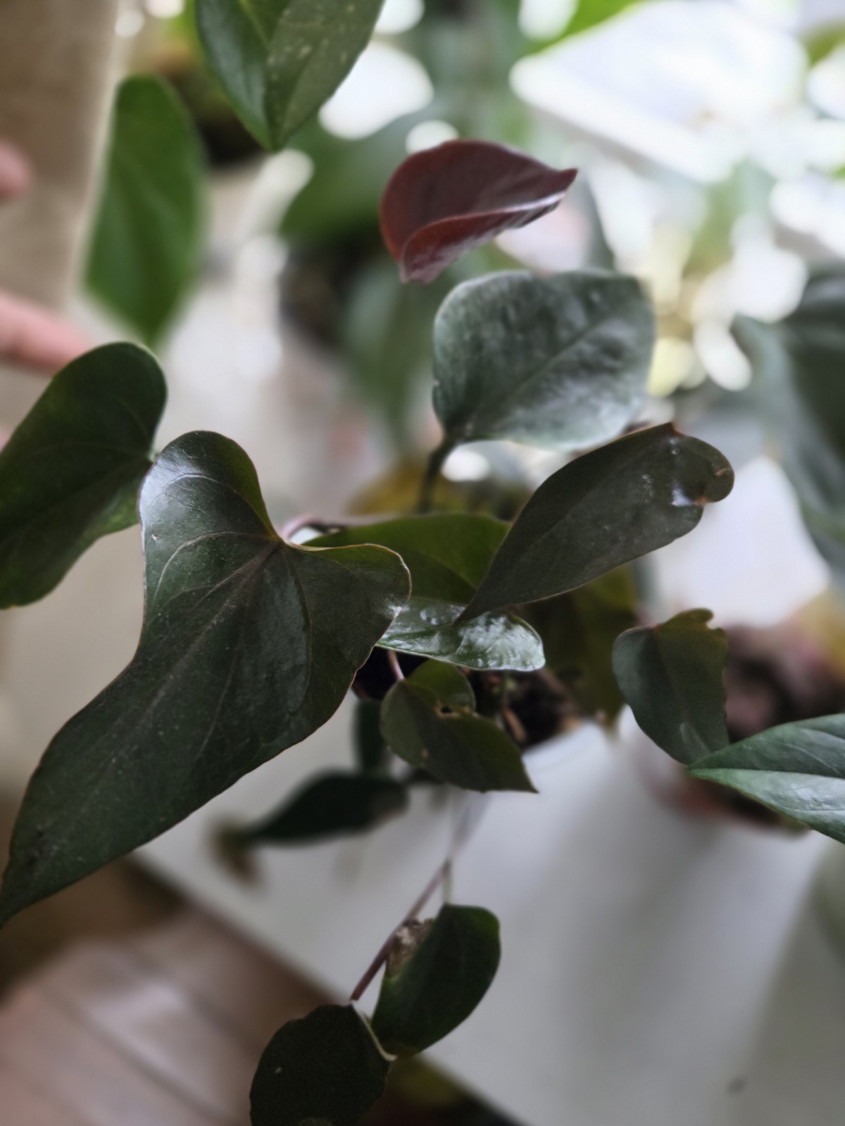 Anthurium Ace Of Hearts Rare Plant
