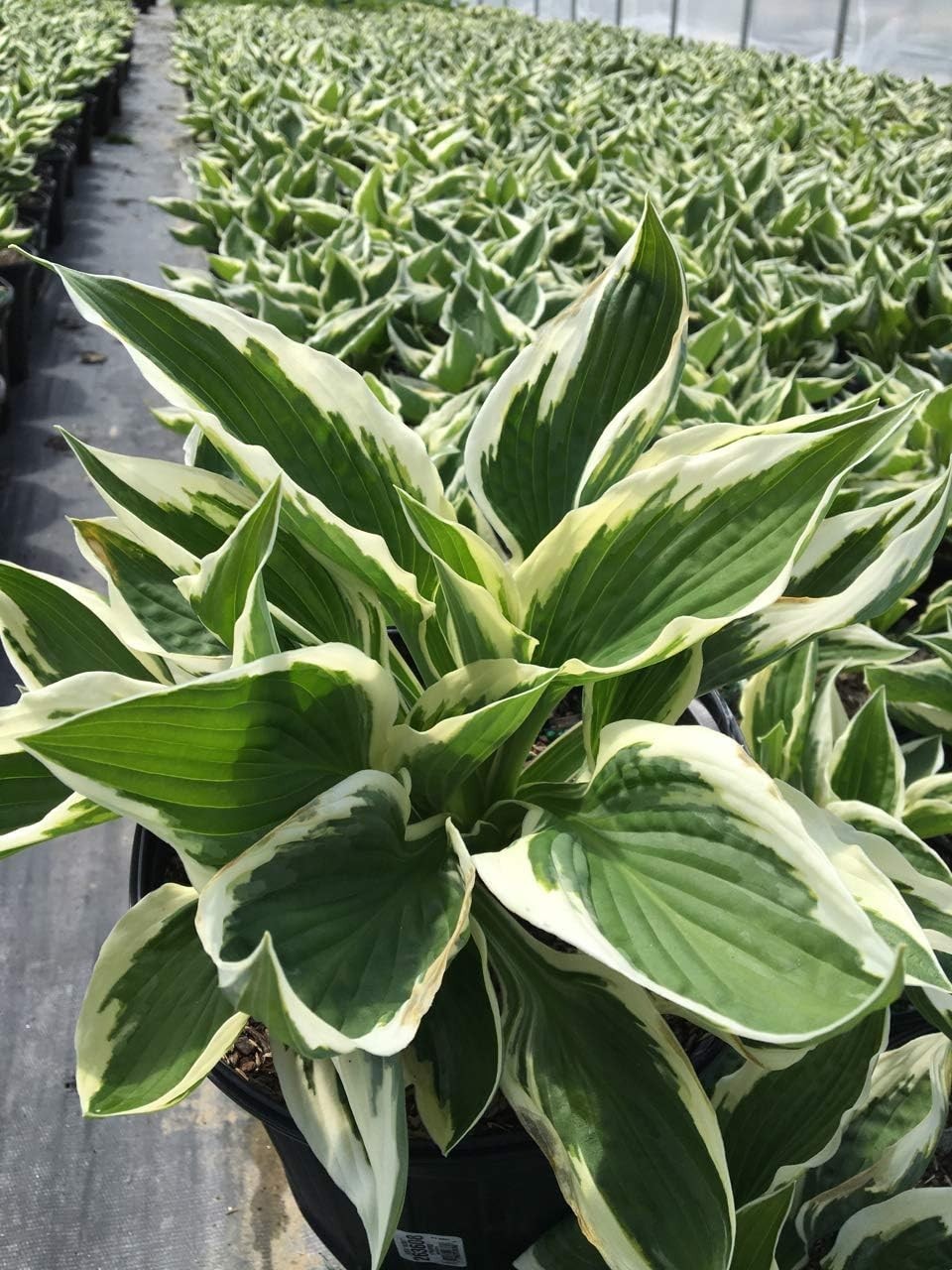 Blooming Glory: Hosta ‘Patriot’ with Lavender Flowers and Vibrant Green Leaves