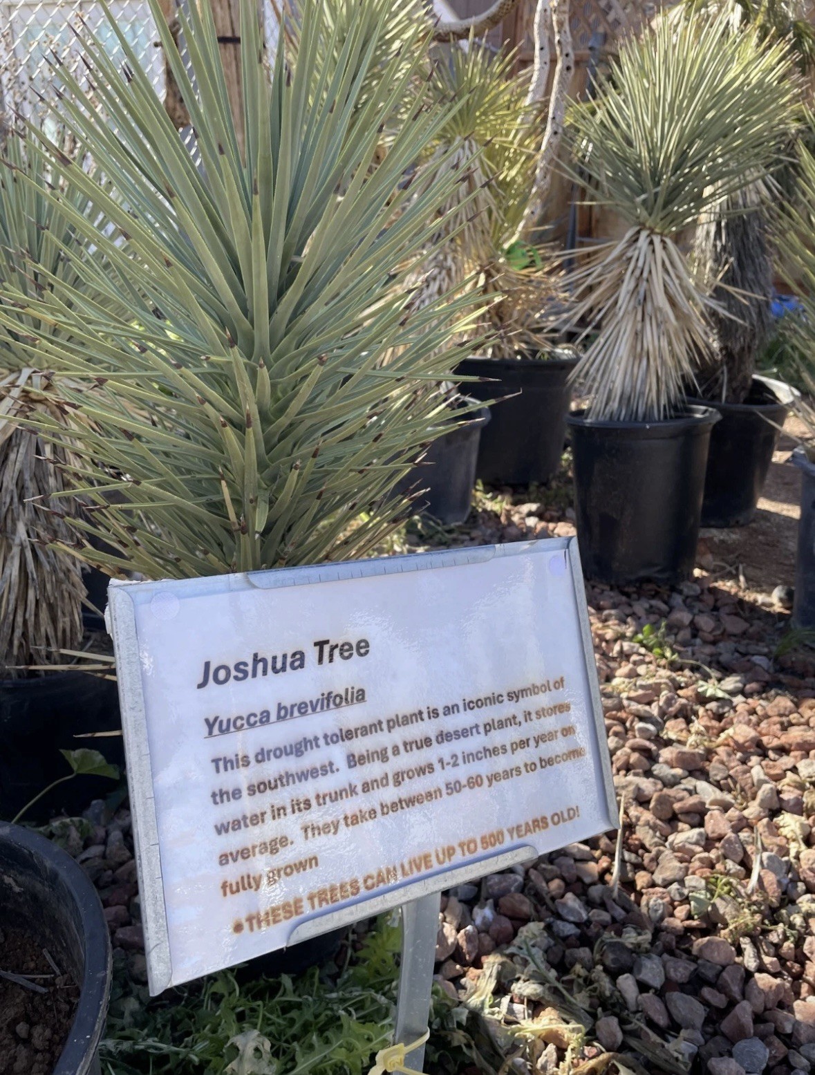 JOSHUA TREE #121 – SINGLE HEAD, 19 INCH – YUCCA BREVIFOLIA