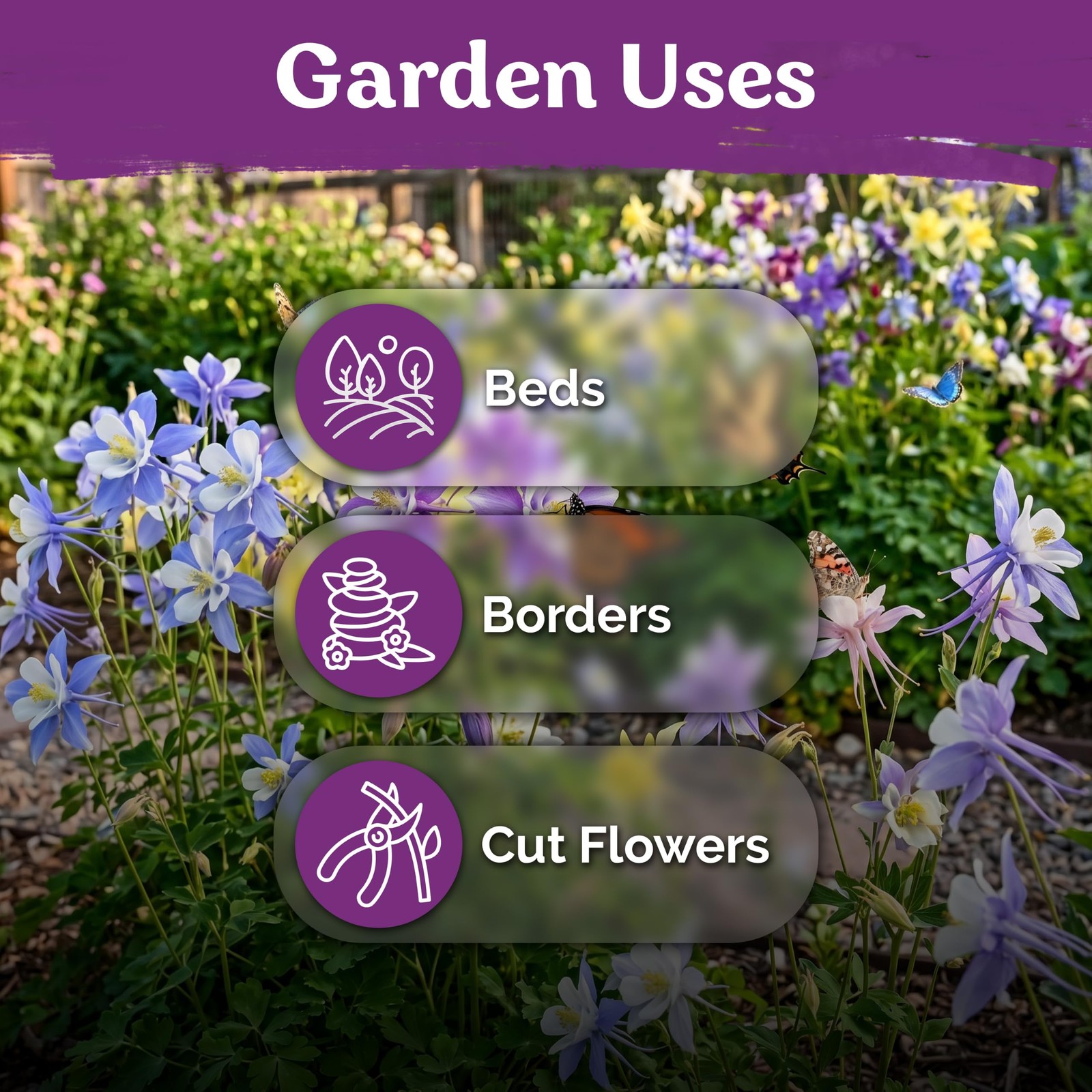KVITER 1000 McKana Giants Mix Columbine Seeds (Aquilegia Caerulea)