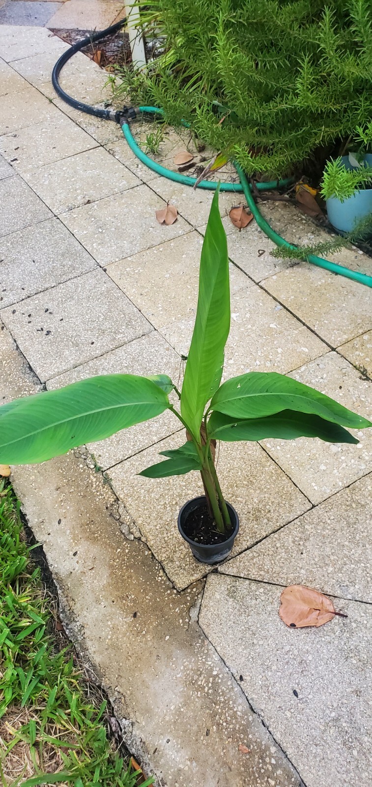 1 Heliconia Golden Torch Adrin Plant – Rhizome for Growing In Garden.