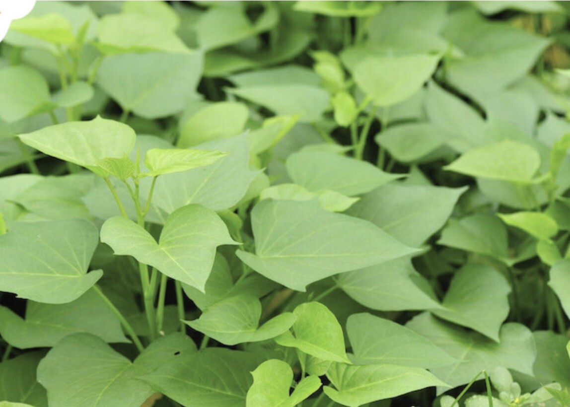 20 Sweet Potato Slips / Cuttings Of Purple +Japanese Red+ Beauregard +white