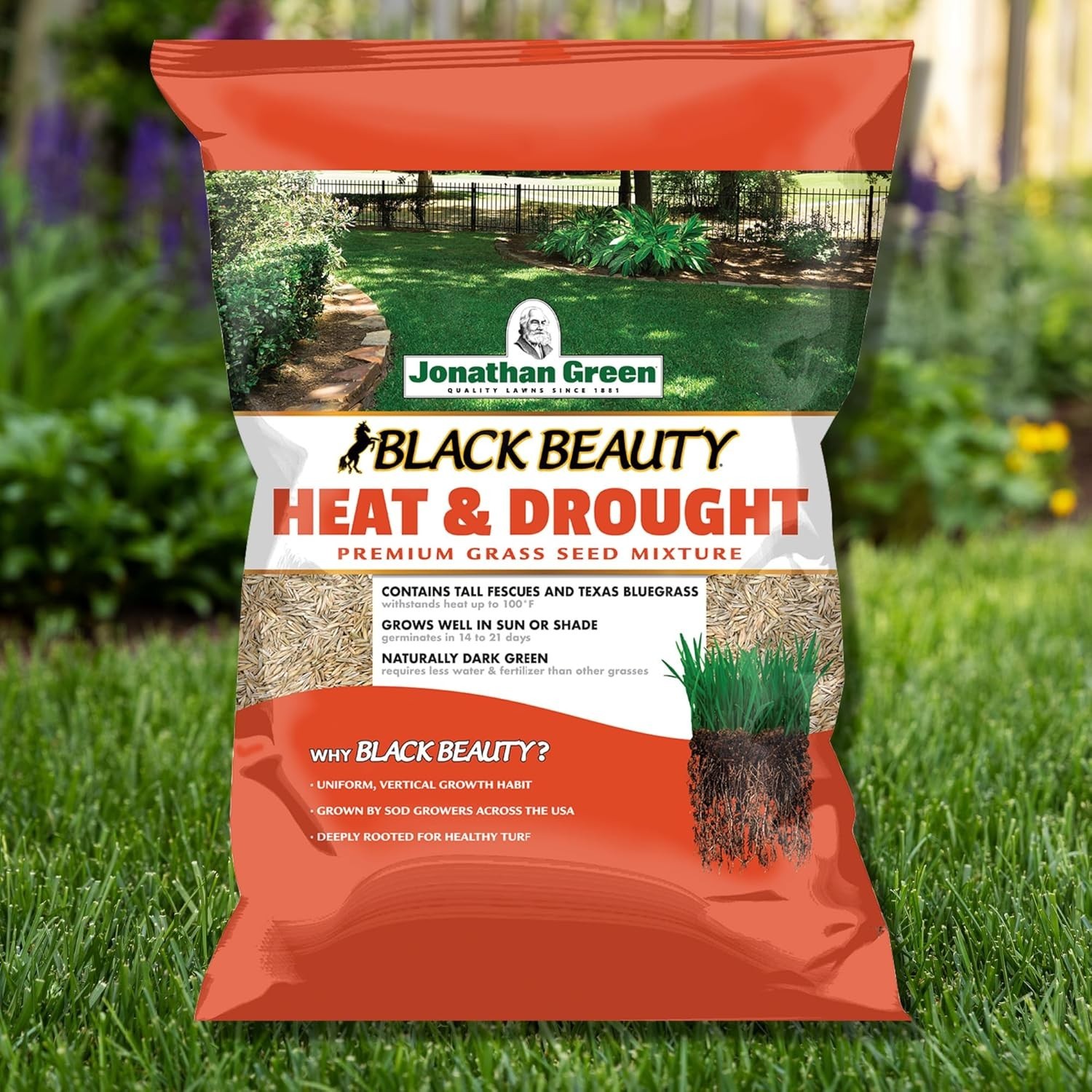 10514 Black Beauty Heat & Drought Resistant Grass Seed – Cool Season Lawn See…