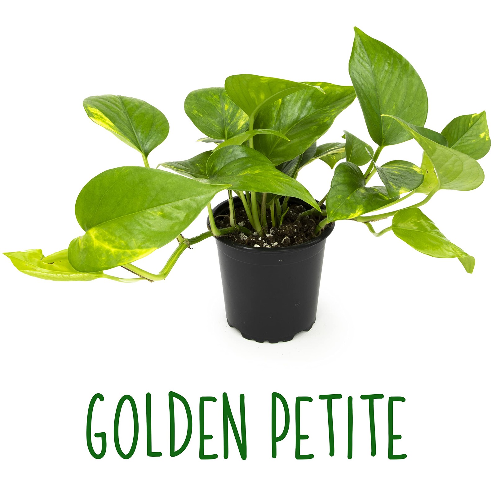 Altman Plants Live Pothos Plants 4Pk Indoor Plants Live Pothos Live Plant House