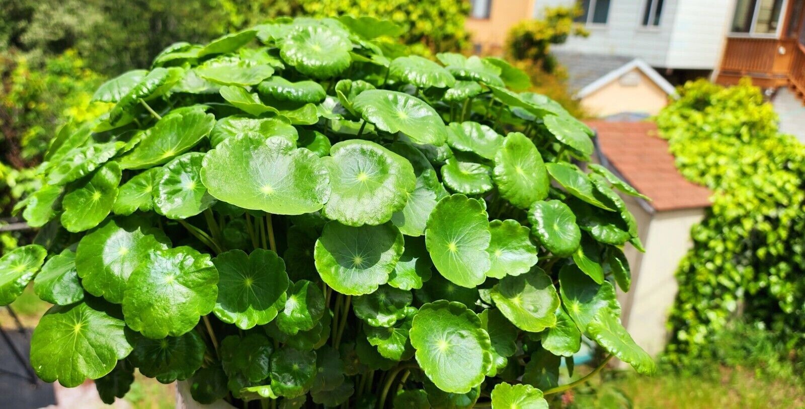 10-20″ Fully Rooted Live Hydrocotyle Vulgaris/ Chinese Money Plants outdoor