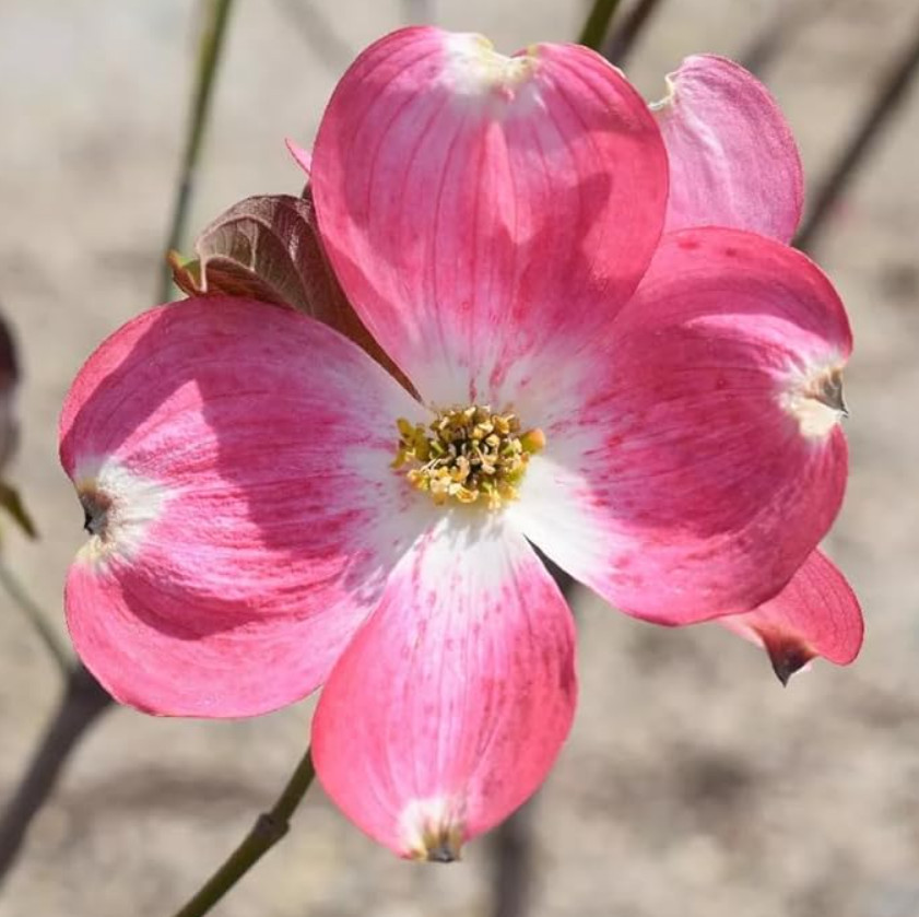 Pink Dogwood – Live Tree in Quart Pot (10–18″ Tall)
