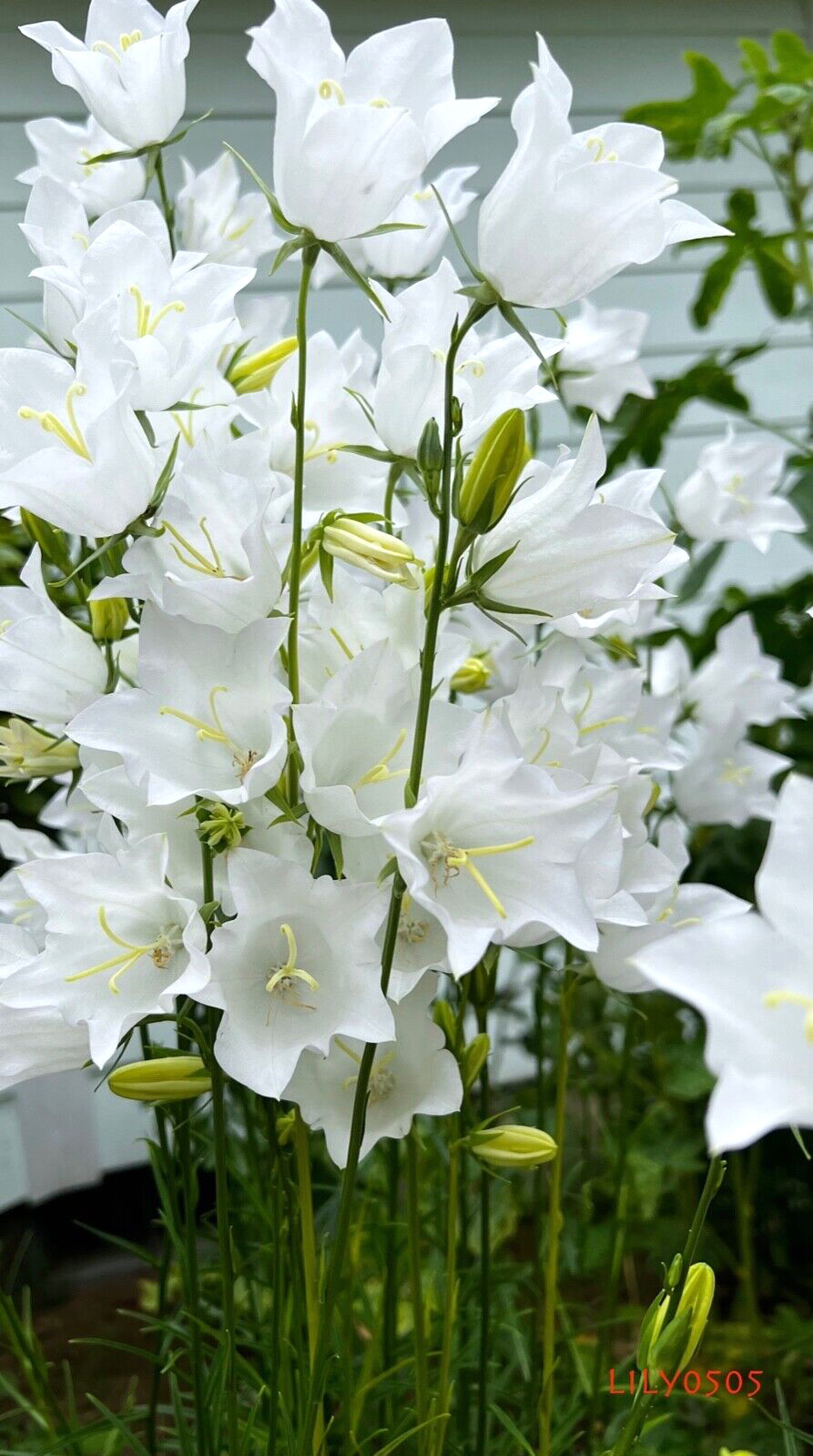 White Bellflower Campanula Persicifolia Perennial Plants Lot 5, Free Shipping