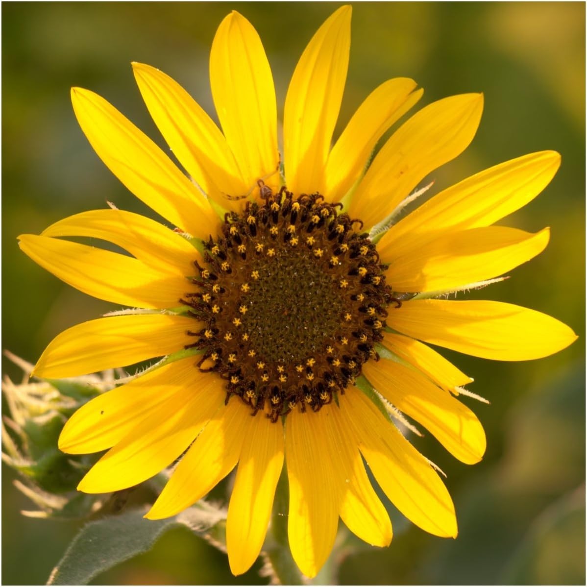 Seed Needs Sunflower Seed Packet Variety Collection – 6 Unique Varieties