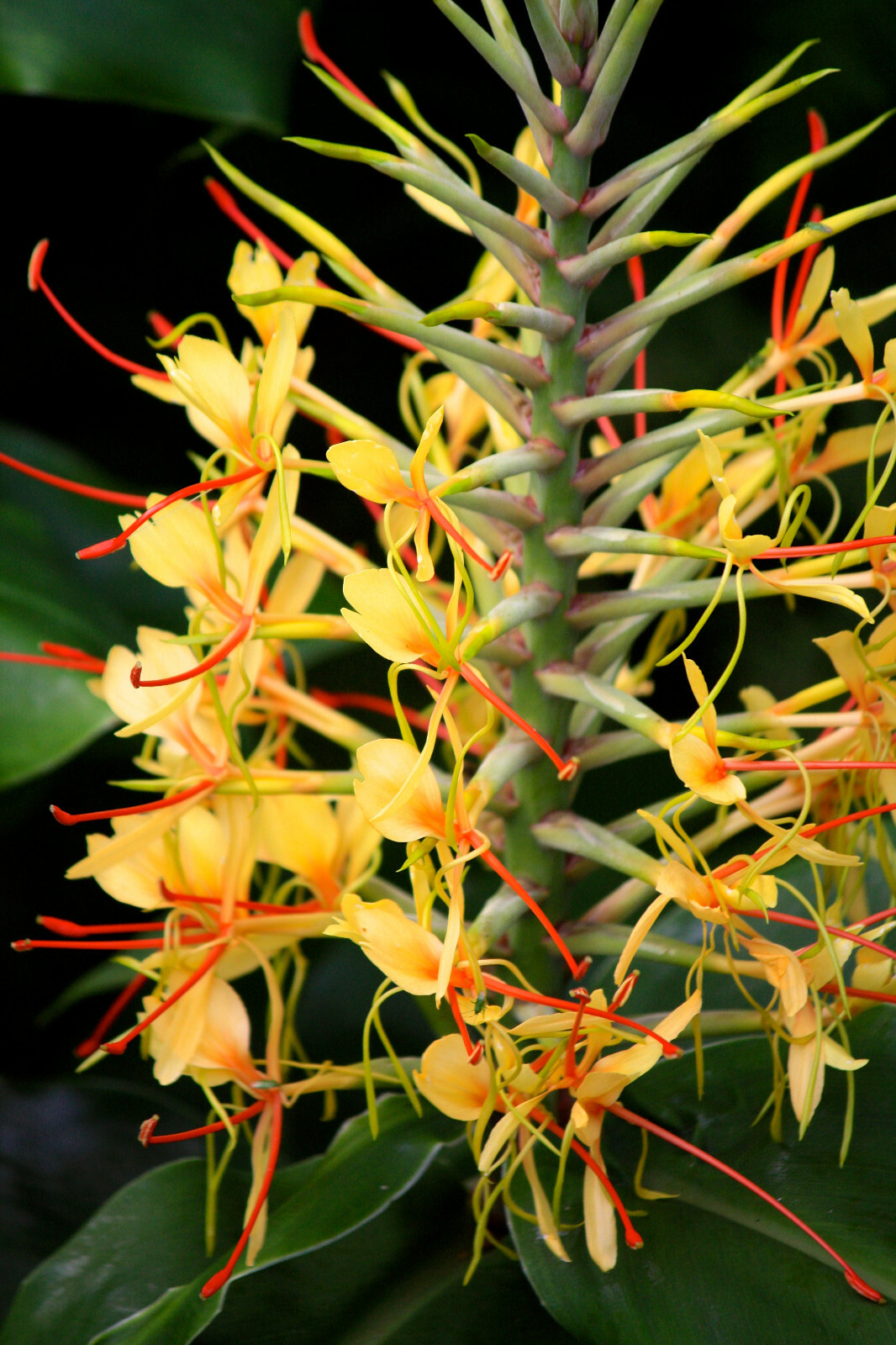 HAWAIIAN KAHILI YELLOW GINGER HEDYCHIUM GARDNERIANUM ROOTS & PLANTS