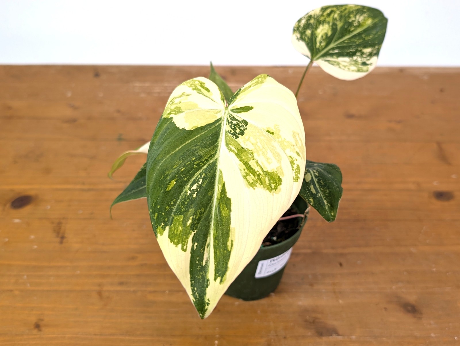 Philodendron Gloriosum Variegated (Type 2) – EXACT Plant #24B