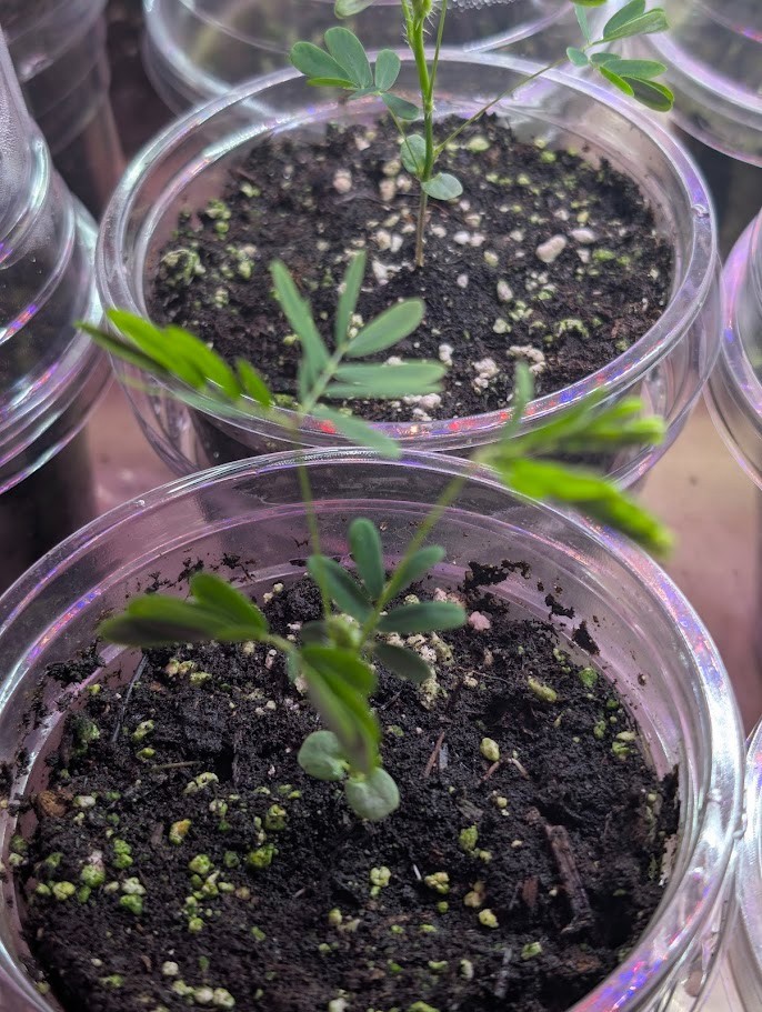Mimosa Pudica Sensitive Plant Seedling, Interactive Touch-Me-Not, Shy Flower (Ro