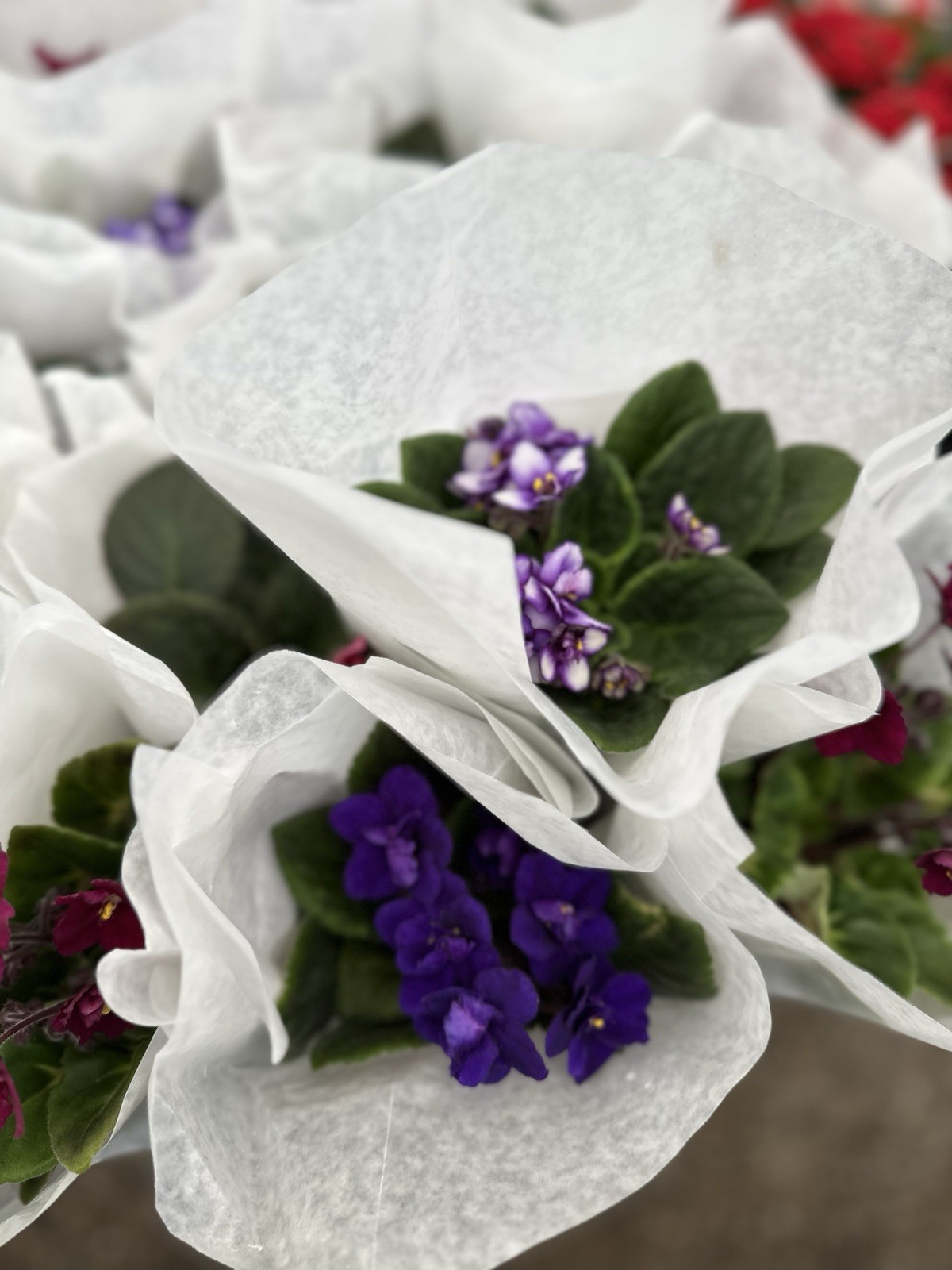 African Violet Plant 4” Live Plant Flower Starter Pot