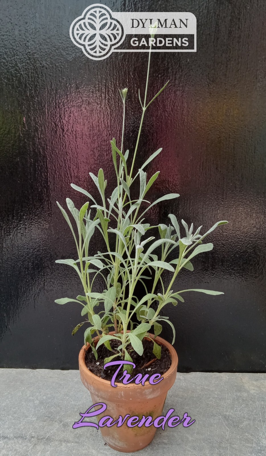 True Lavender (Lavandula angustifolia) Herb – Dwarf Lavender – Multiple Sizes