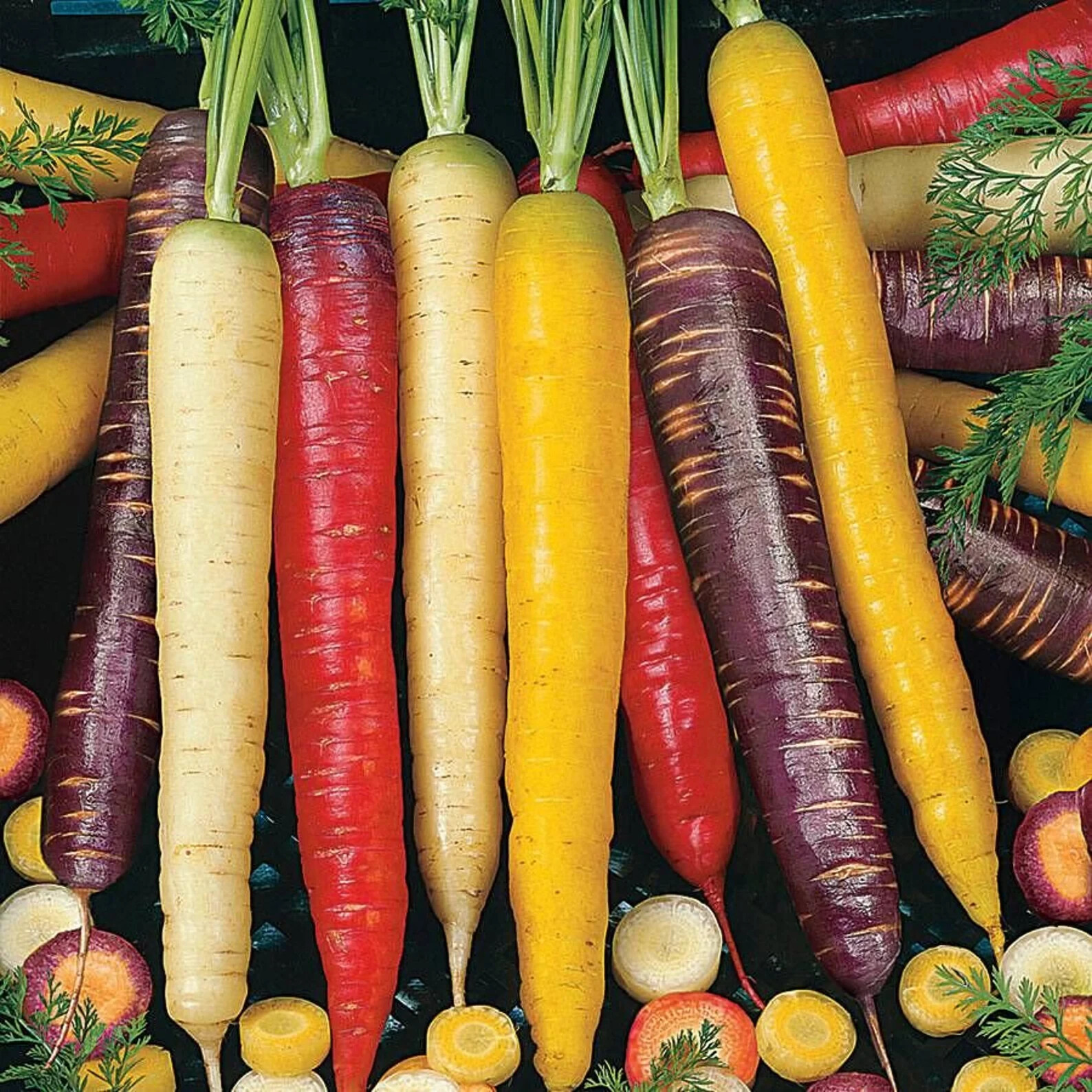 500 + Rainbow Blend Mix Carrot | Heirloom | NON-GMO | Fresh Garden Seeds| 2024