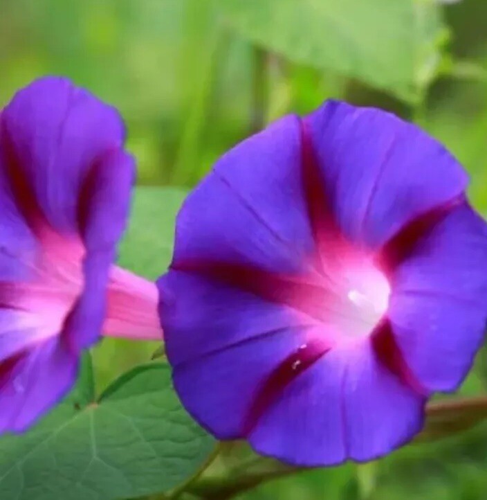 50 Royal Purple Morning Glory Seeds | Non-GMO | Free Shipping | Kay’s Seeds