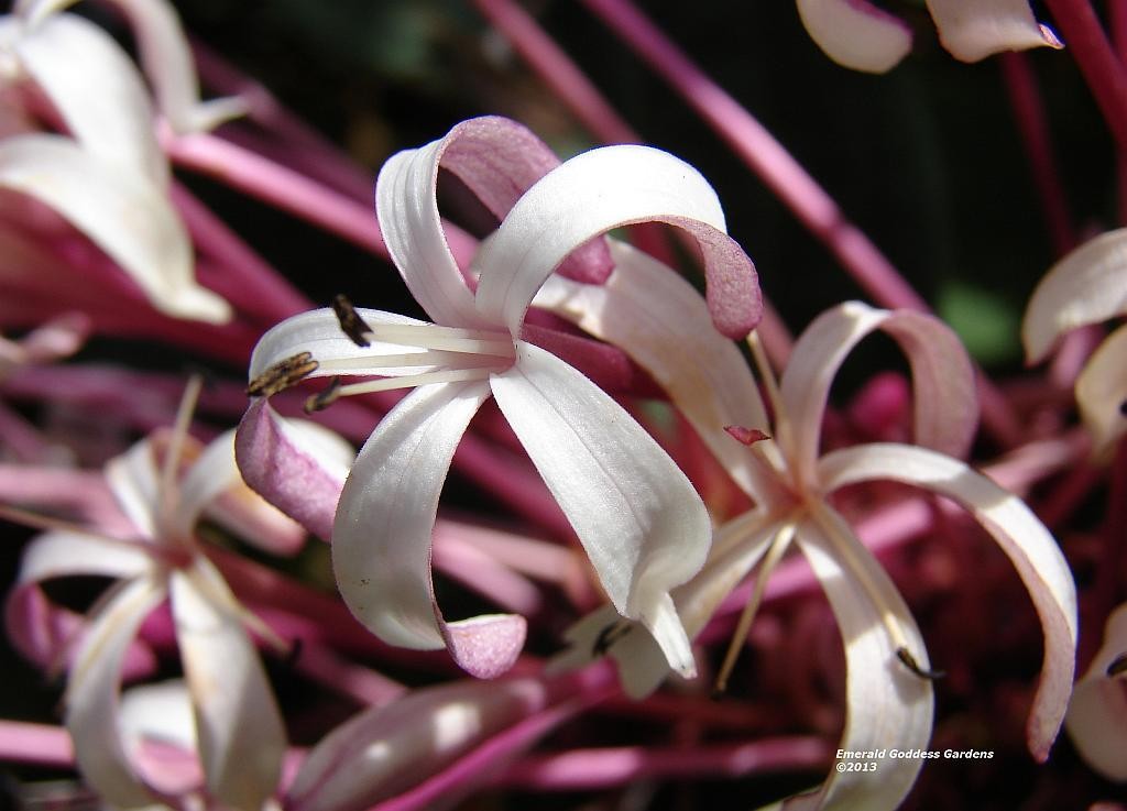 Starburst Shooting Star Clerondendrum Tropical Plant Shrub White Pink Flowers