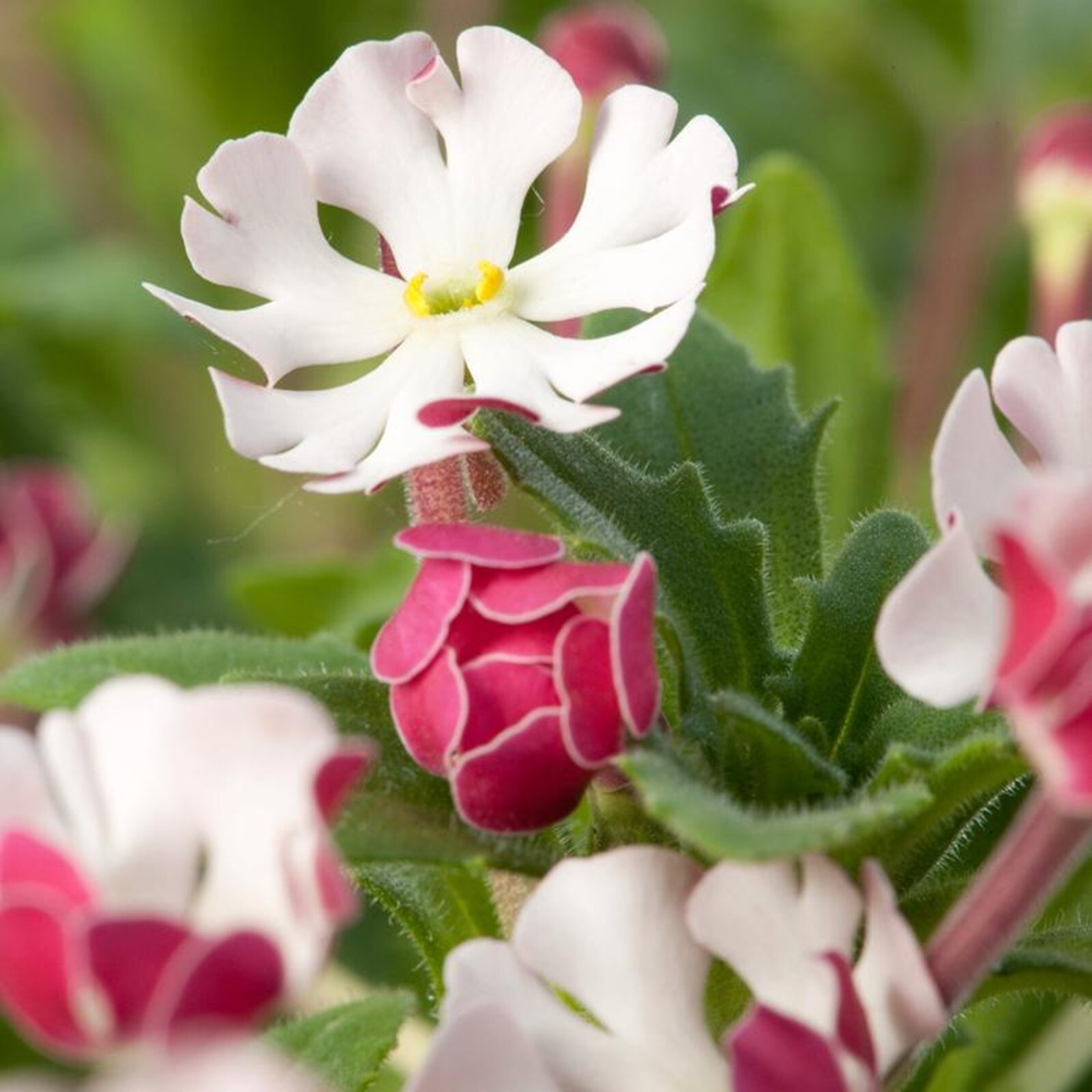 50 Midnight Candy Phlox Seeds Flower Perennial Flowers Bee Butterfly US SELLER