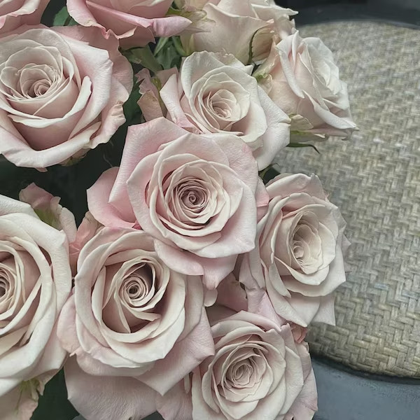 Live Bare Root Rose Plant – Premium Garden Variety, Fragrant Blooms New