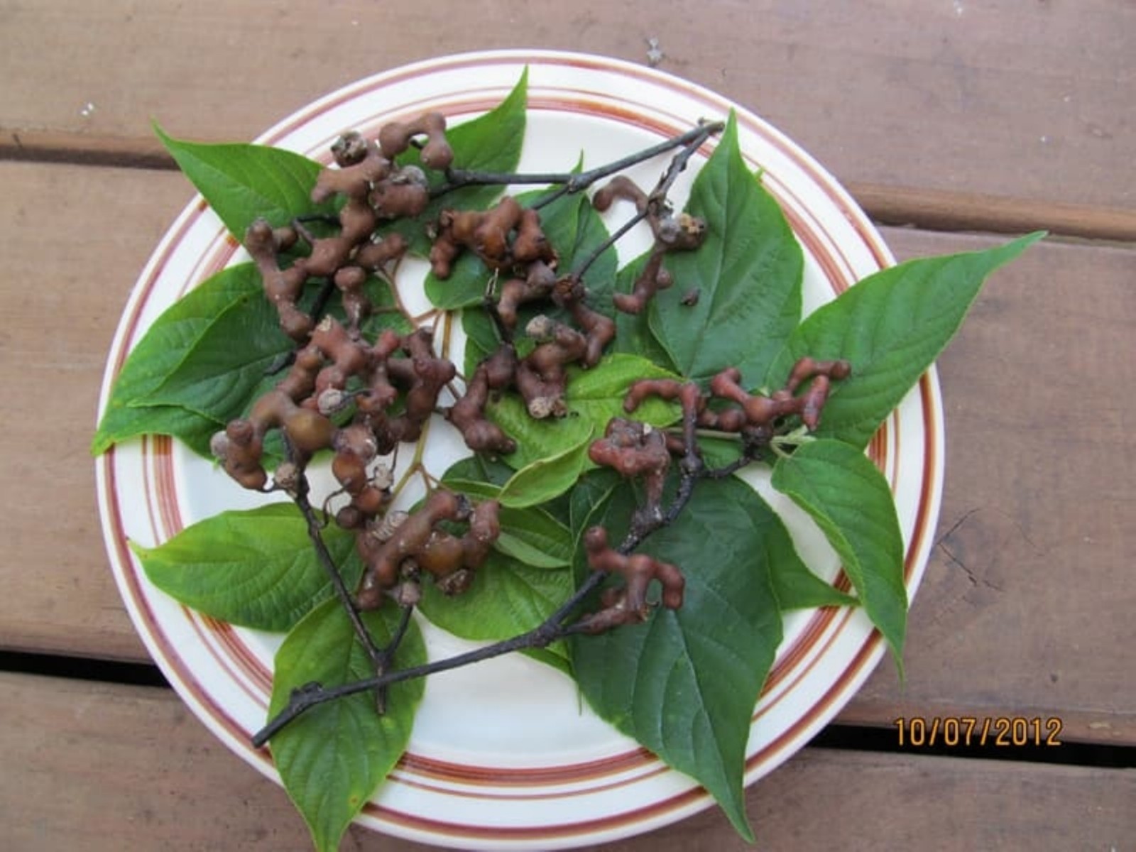 8-12″ tall Japanese Raisin Tree (Hovenia dulcis) plant