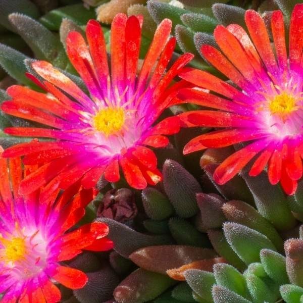 Hardy Ice Plant, Delosperma Cooperi Vibrant Ground Cover | Rare Succulents
