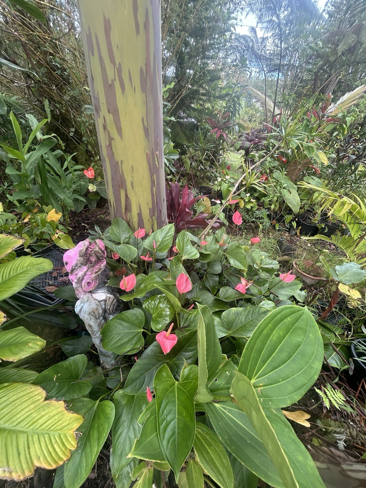 Anthurium Tropical Potted Seedling Pink Tulip Hawaiian Hybrid