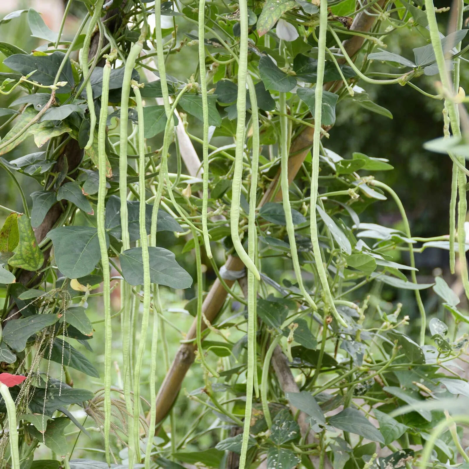 Kurosanjaku Japanese Yard Long Bean Seeds (25) / ORGANIC / HEAT TOLERANT / RARE