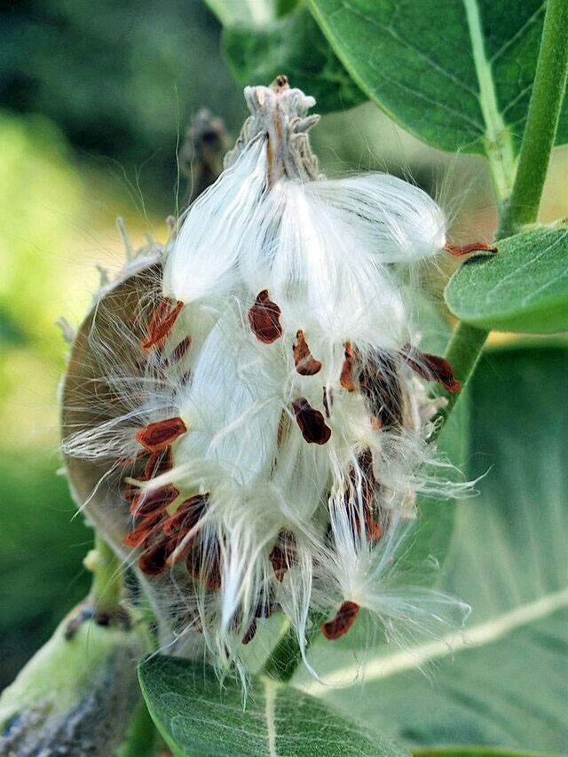 Asclepias syriaca | Common Milkweed | 100 Seeds