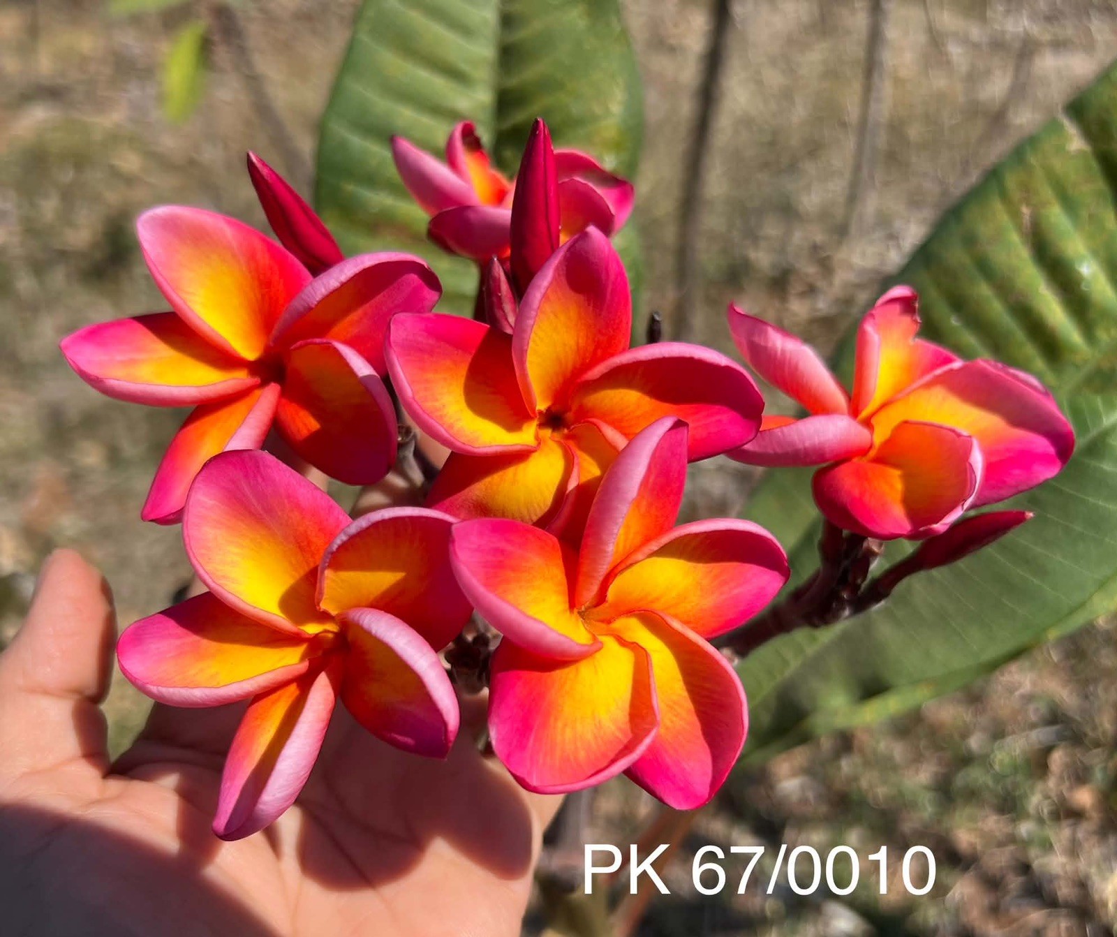 Mixed Thai Seeds bulk (Plumeria Kingdom)